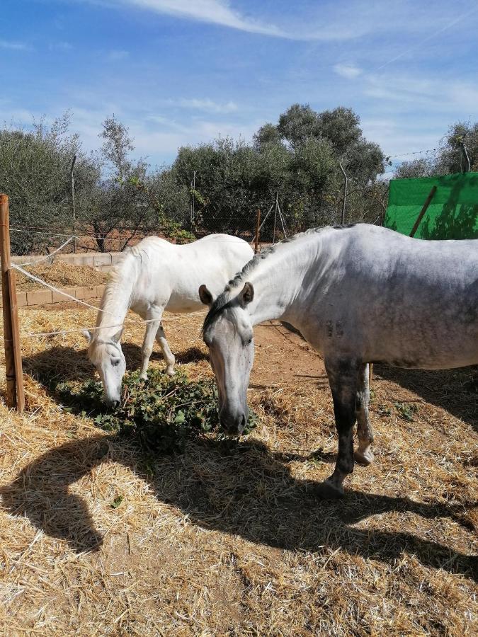 Villa Los Arcos Málaga Eksteriør bilde
